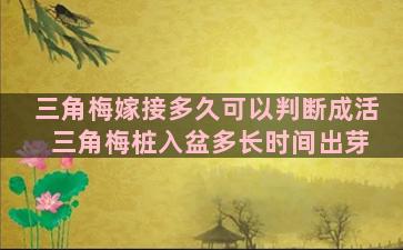 三角梅嫁接多久可以判断成活 三角梅桩入盆多长时间出芽